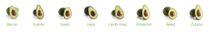 picture of types of different avocados